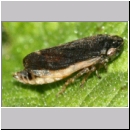 Philaenus spumarius - Wiesenschaumzikadezikade 01a 5-6mm - Feuchtwiese.jpg